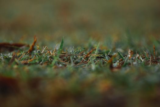 A close-up view of dew-covered grass blades in the early morning light, showcasing nature's detail.