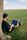 freelance