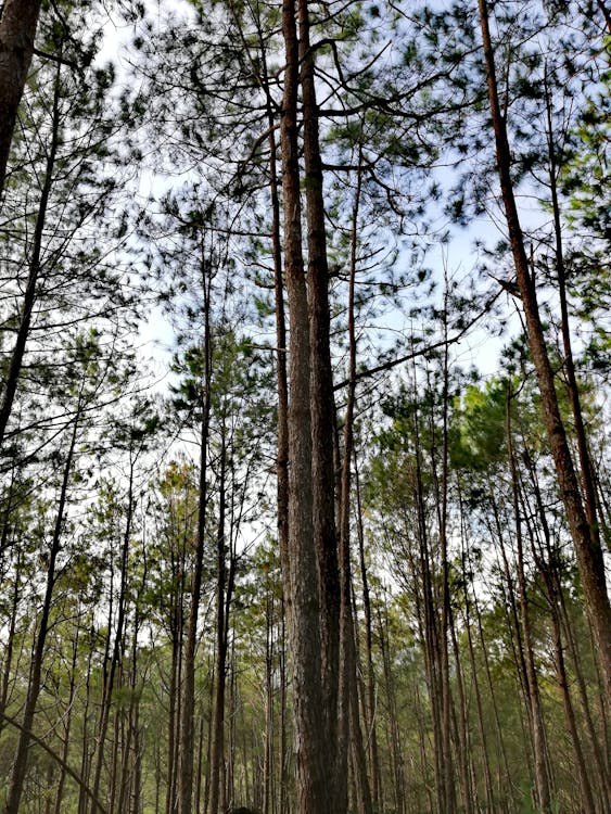 美軍Lightning Surge計劃如何重塑夏威夷AI軍事防禦?2026年全球影響深度剖析 美軍Lightning Surge計劃如何重塑夏威夷AI軍事防禦?2026年全球影響深度剖析