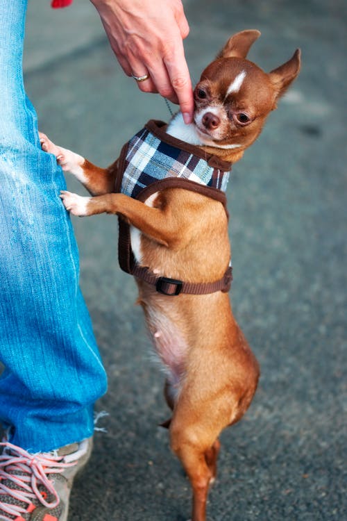 Adult Brown Chihuahua Leaning On Person's Leg