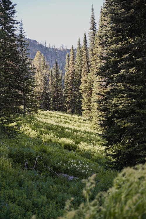 Green, Evergreen Forest