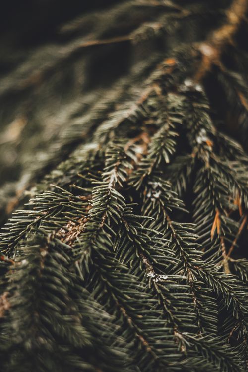 Free A detailed close-up of evergreen pine needles, showcasing natural texture and winter beauty. Stock Photo
