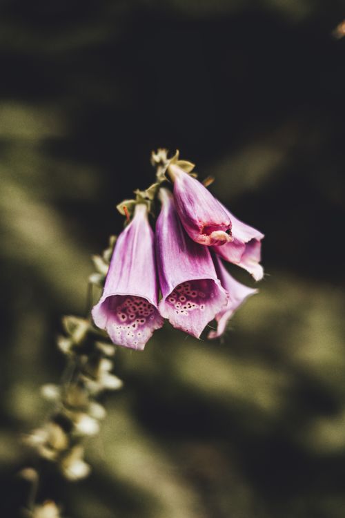 Free A macro shot of pink foxglove flowers in full bloom, showcasing nature's intricate beauty. Stock Photo
