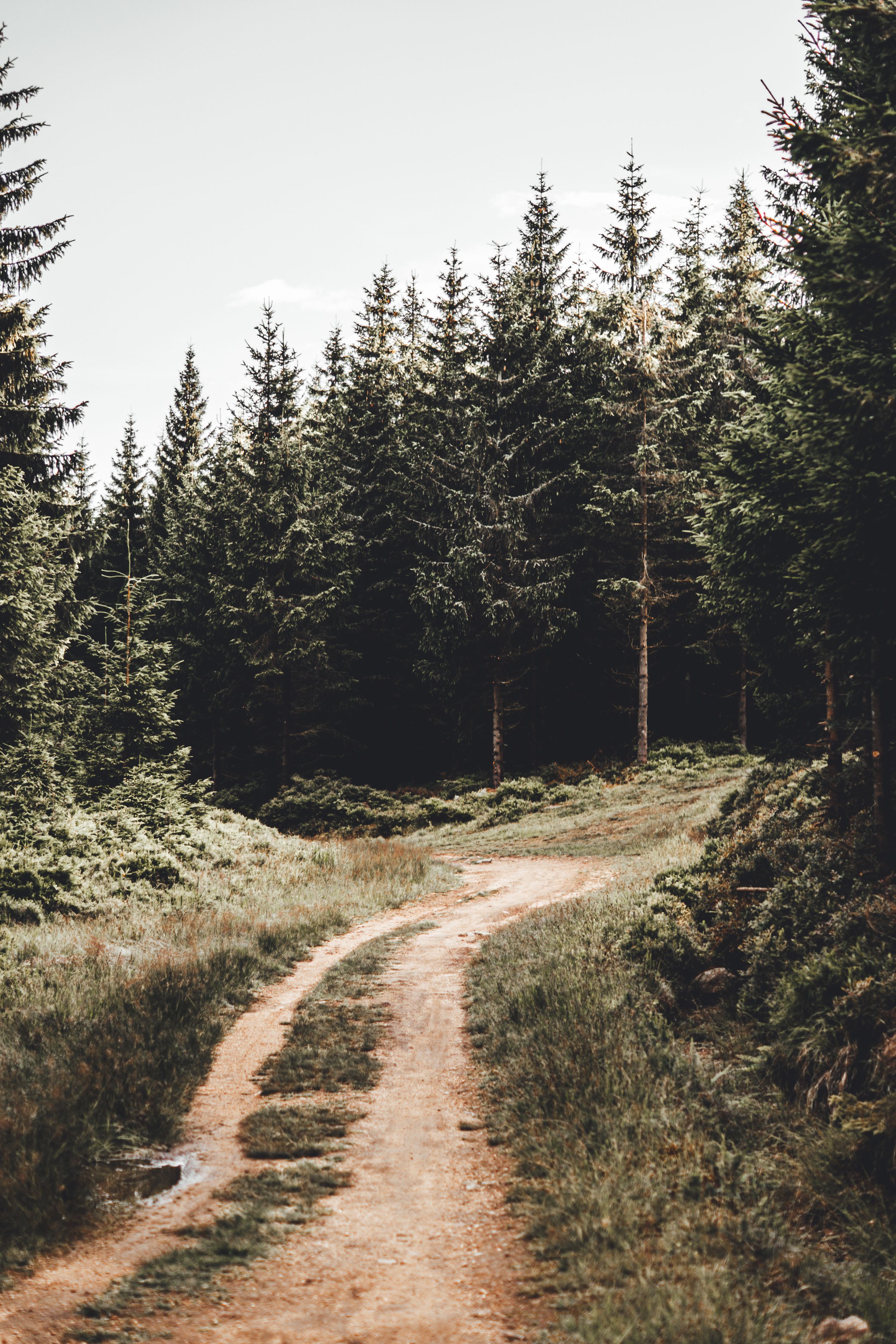 A dirt road in the woods with trees on both sides · Free Stock Photo