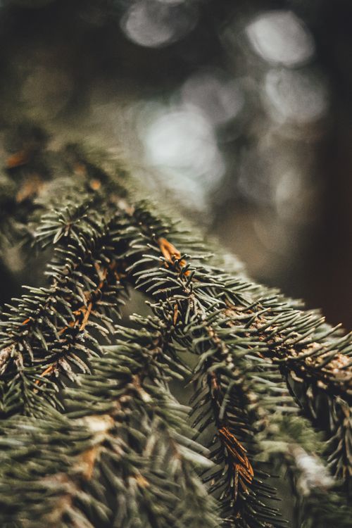 Free Macro shot of evergreen pine needles with a natural blurred background. Stock Photo