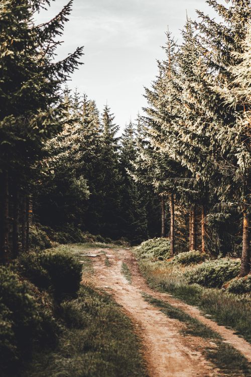 Free Explore a tranquil dirt road surrounded by lush evergreens in a peaceful forest setting. Stock Photo