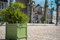 Green plant in a decorative urban planter with historic buildings in the background on a sunny day.