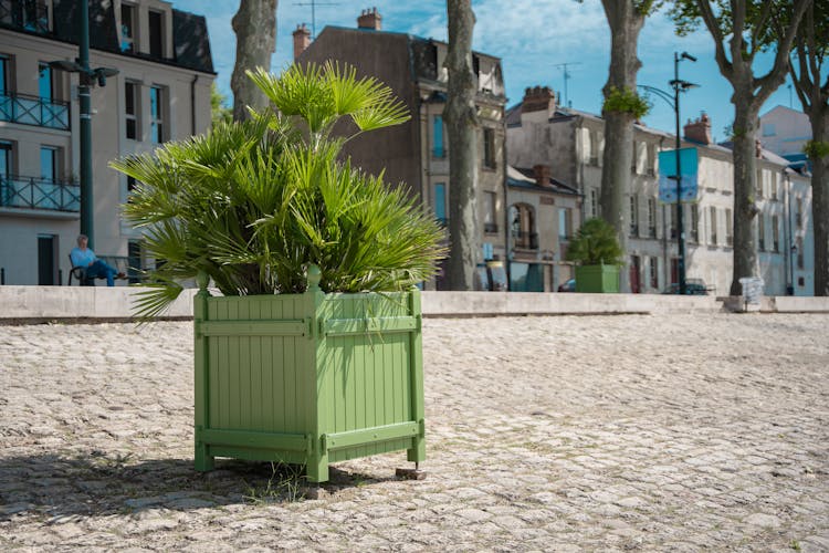 A Palm In A Pot Decorating The Street In City 