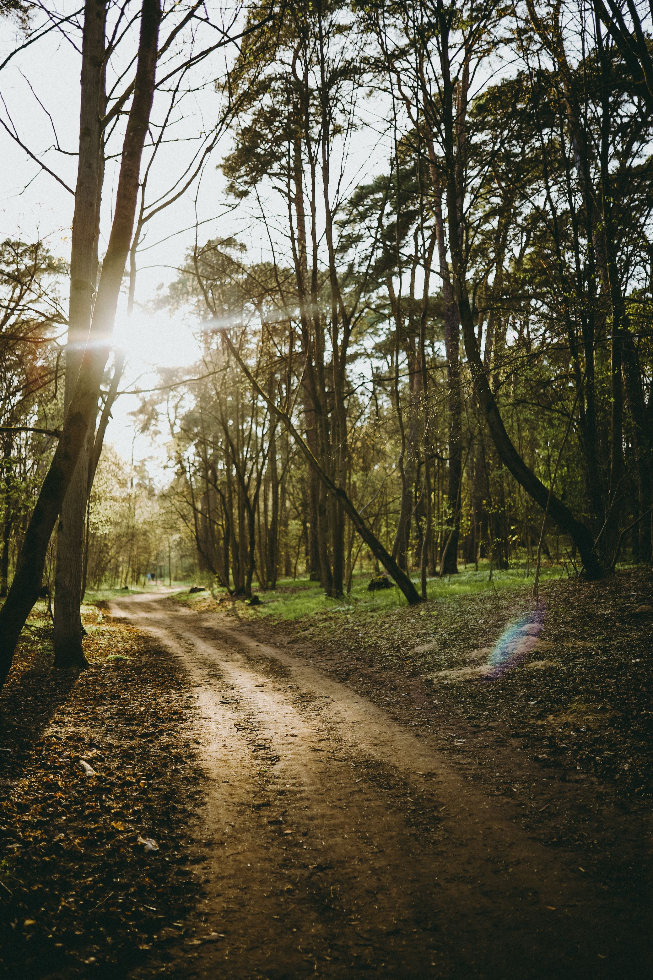 A dirt road in the woods with sun shining through · Free Stock Photo