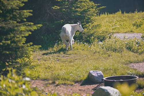 Foto d'estoc gratuïta de arbres, cabra blanca, camp