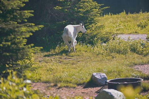 A white mountain goat explores a vibrant meadow in summer, surrounded by lush greenery.