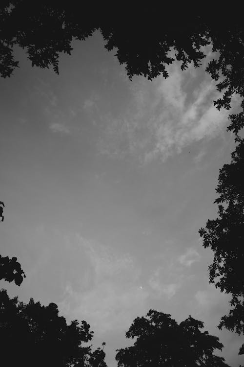 Бесплатное стоковое фото с вертикальный выстрел, деревья, кроны деревьев