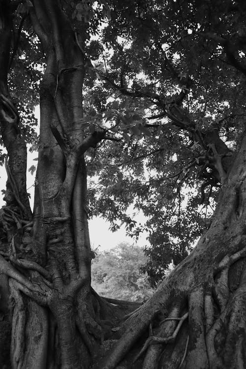 Black and White Picture of a Tree 