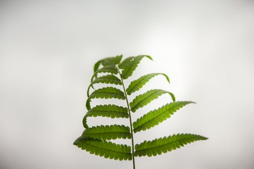 Fotografia De Close Up De Folha De Samambaia Verde