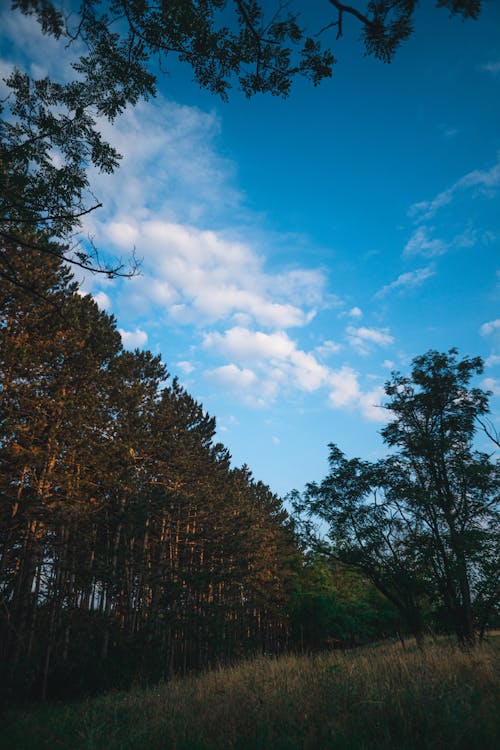 Darmowe zdjęcie z galerii z chmury, drzewa, las