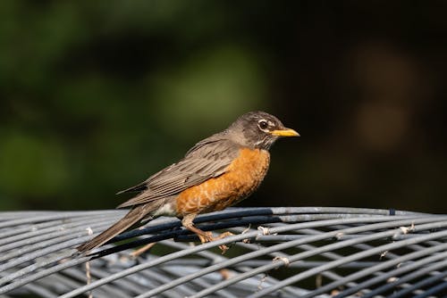 Close-up of Bird Sitting on Cage