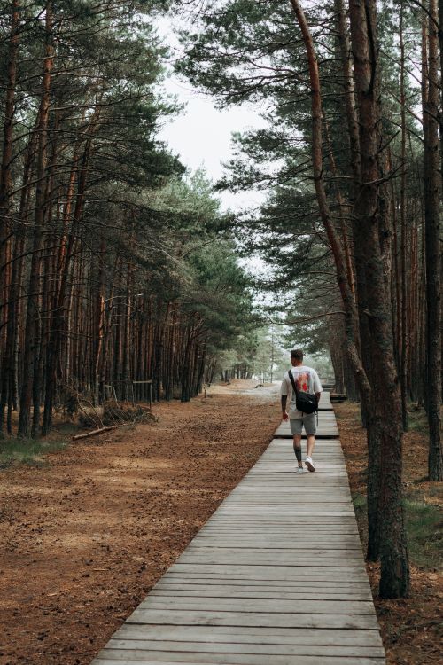 Free A person strolls on a wooden pathway through a serene forest in Belarus Stock Photo