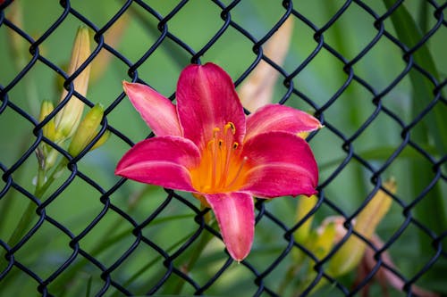 Close-up of a Pink Lily Growing by the Fence in a Garden 