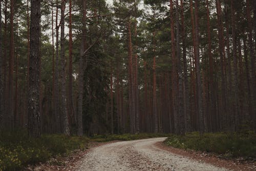 Dirt Road in Deep Forest