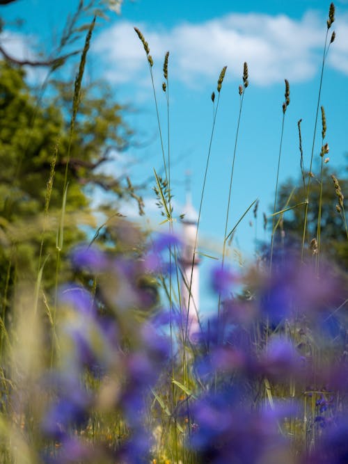 Foto d'estoc gratuïta de flors, herba groga, mesquita