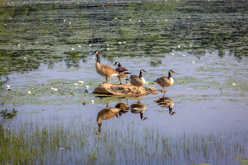 Fotobanka s bezplatnými fotkami na tému fotografie zvierat žijúcich vo voľnej prírode, husi, jazero