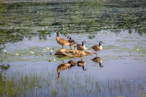 Photos gratuites de canards, eau, lac