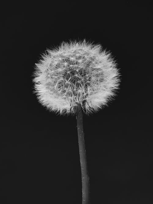 Základová fotografie zdarma na téma černé pozadí, černobílý, detail