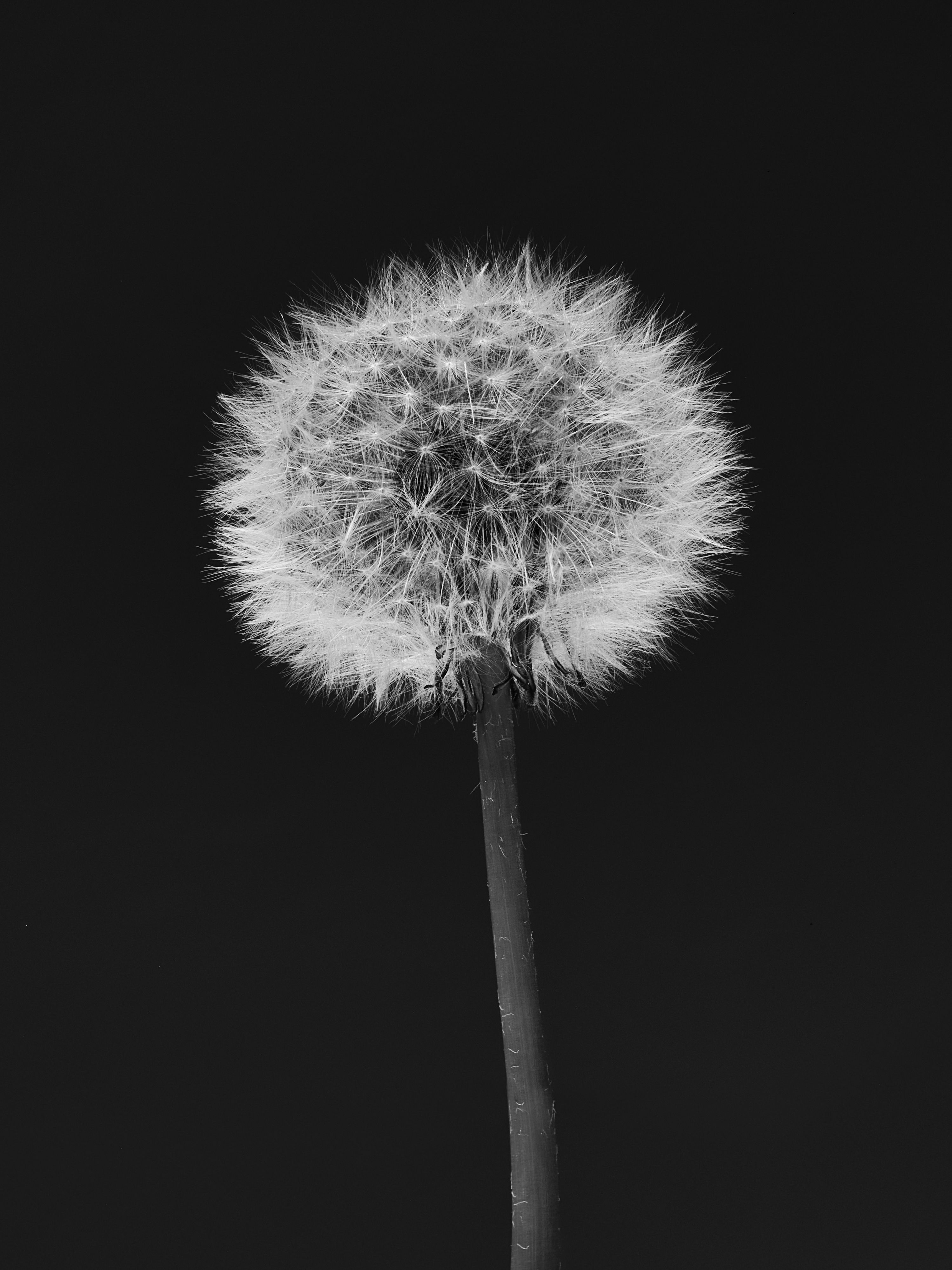 Dandelion In Flight Photos, Download The BEST Free Dandelion In Flight