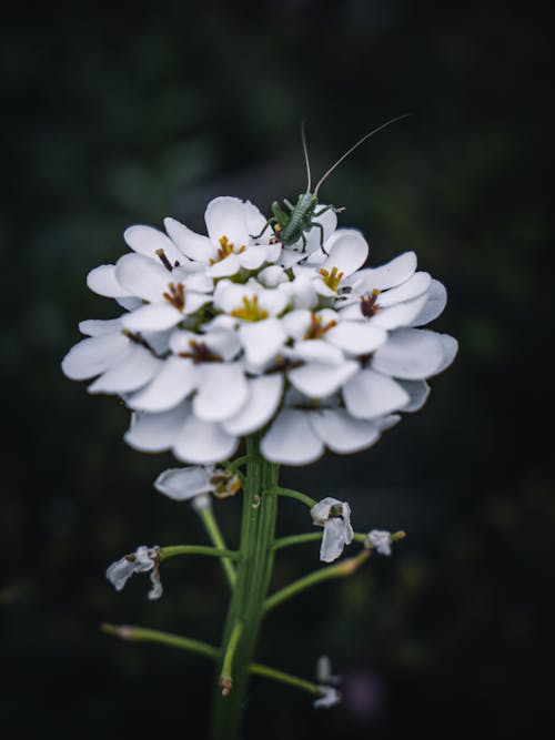 Foto d'estoc gratuïta de flor, fosc, grashopper