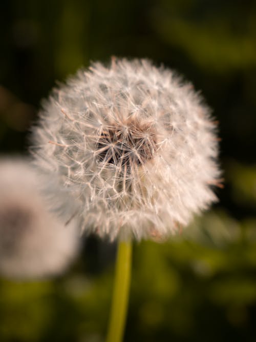 Foto d'estoc gratuïta de detalls, llavors de dent de lleó, natura