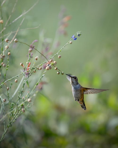 Close-up of a Hummingbird Drinking Nectar from a Wildflower