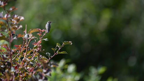 Free stock photo of hummingbird, perched, size