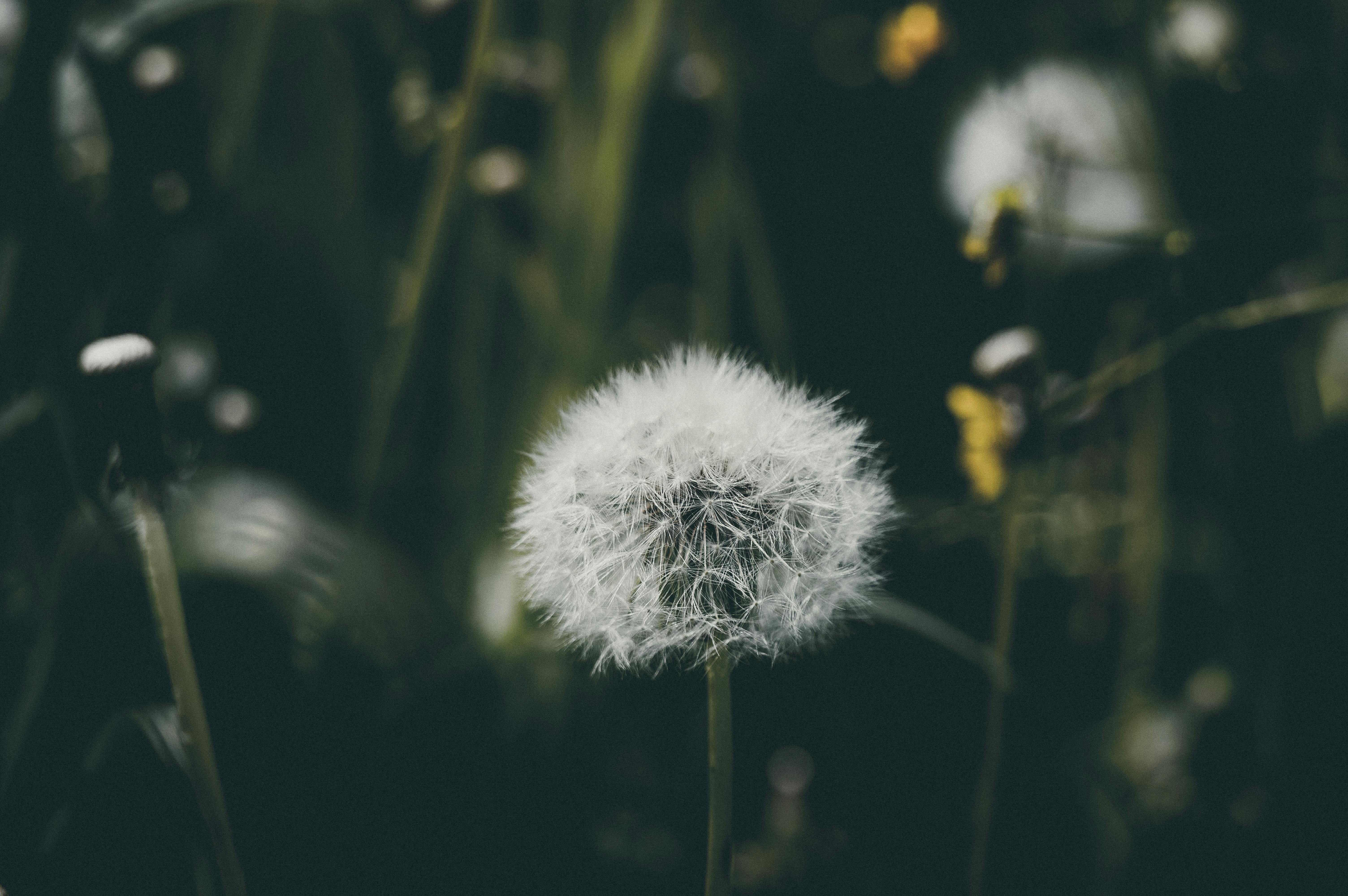 100 Gambar Bunga Dandelion Gambar Pixabay