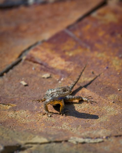 Close-up of a Lizard 