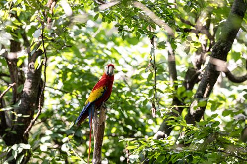 Free Bright macaw perched on a branch in a verdant tropical forest, showcasing vivid plumage. Stock Photo