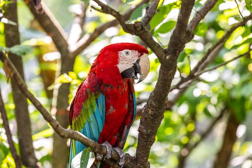 Free A striking scarlet macaw sits on a tree branch surrounded by lush greenery, showcasing vivid colors. Stock Photo
