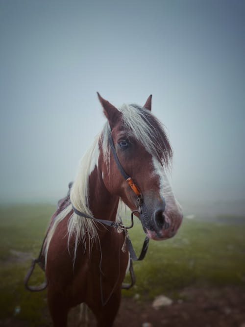 Základová fotografie zdarma na téma detail, fotografování zvířat, kůň