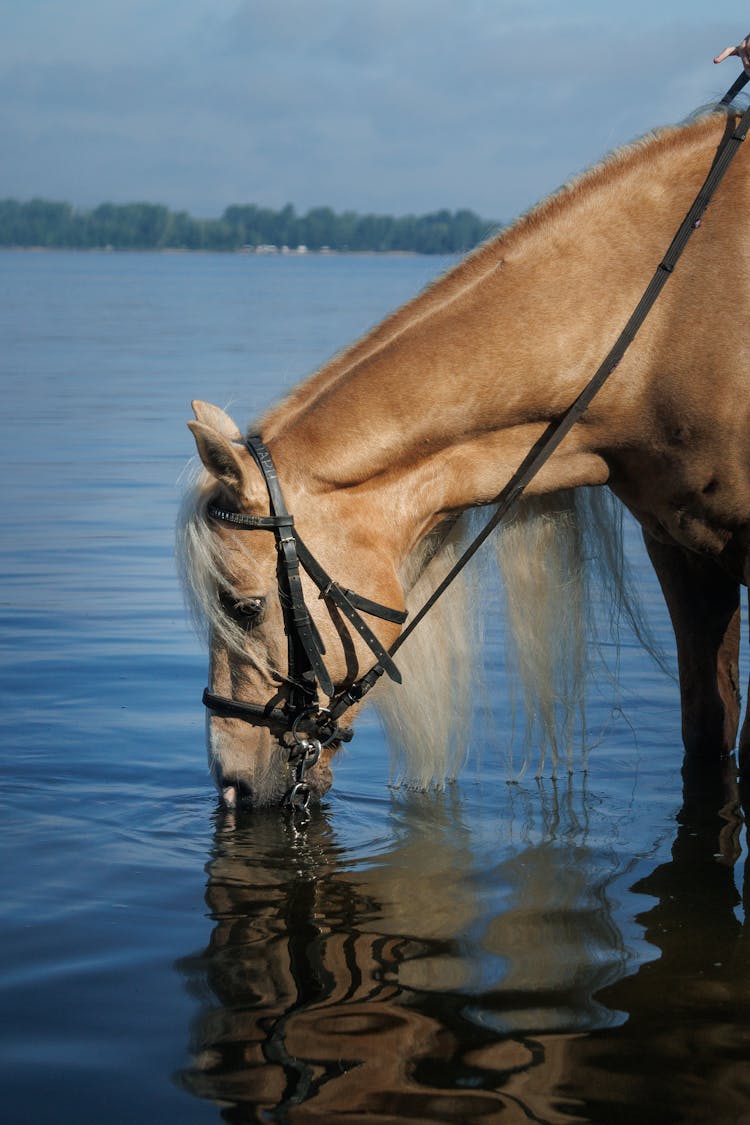 Horse Drinking Water