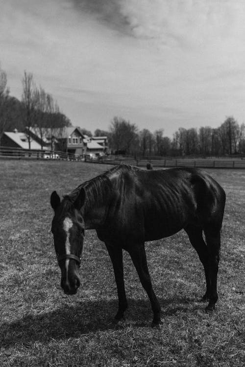 Foto d'estoc gratuïta de blanc i negre, camp, cavall