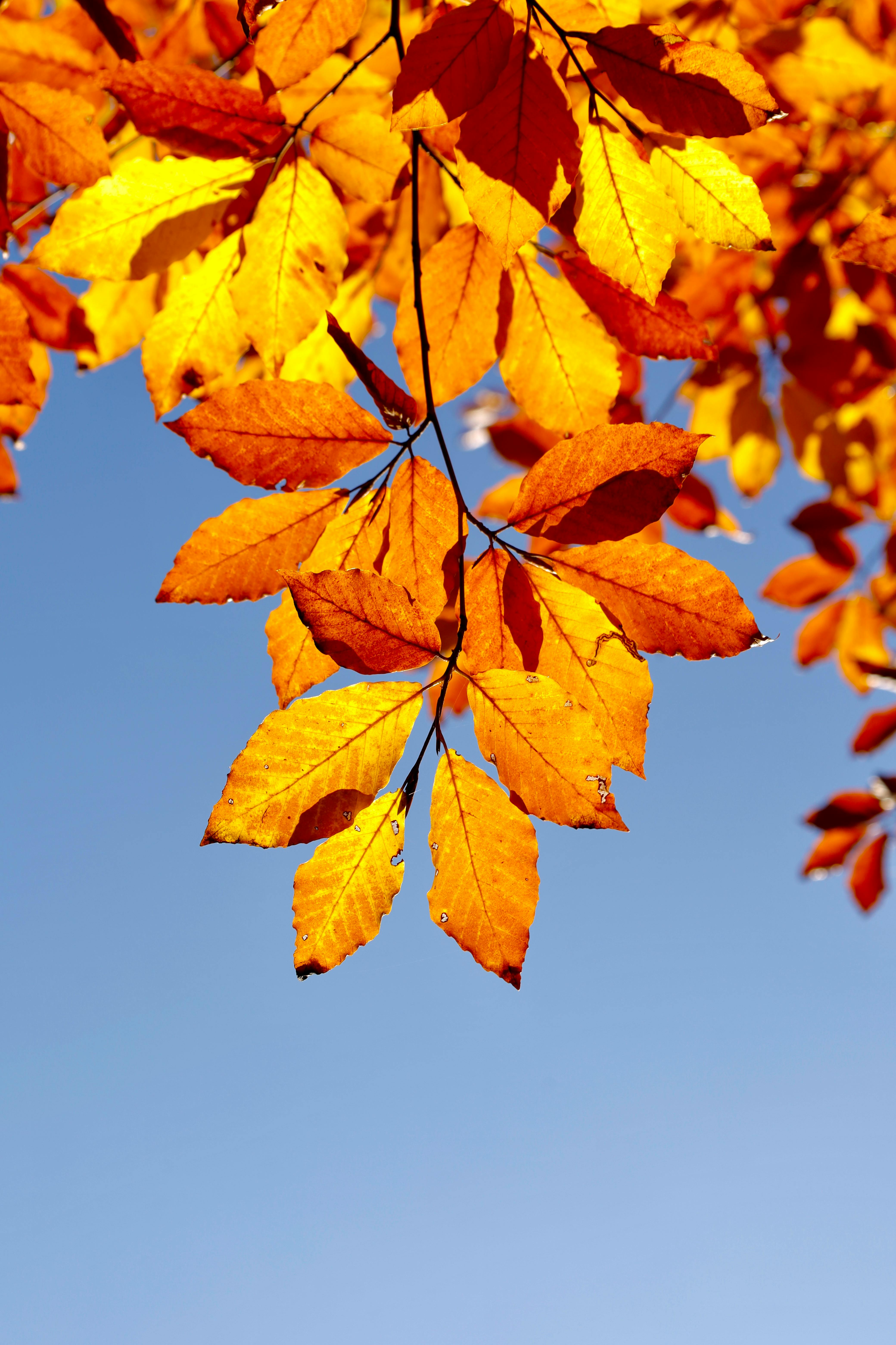 Close-up of orange and yellow autumn leaves on a branch with clear blue sky backdrop.