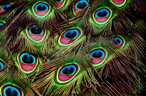 Colorful Peacock Feathers