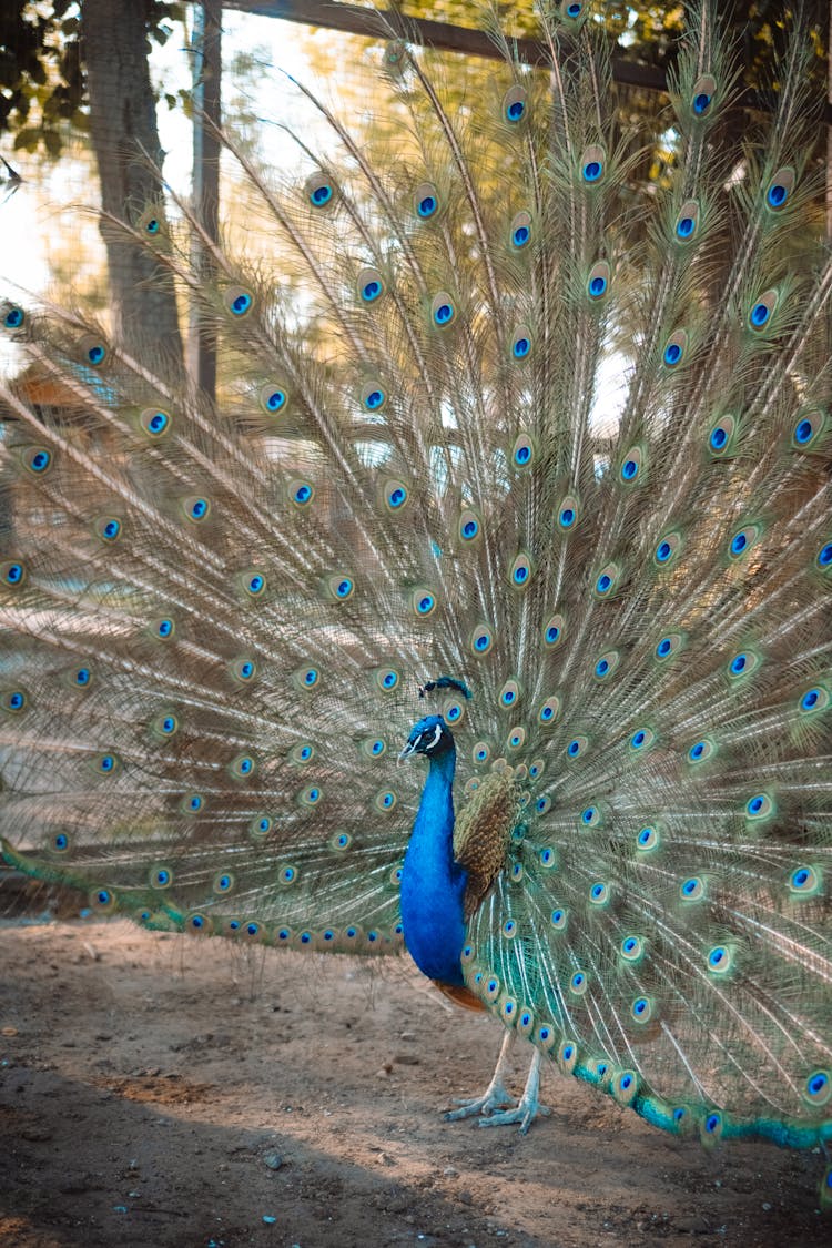 Peacock Tail Pattern