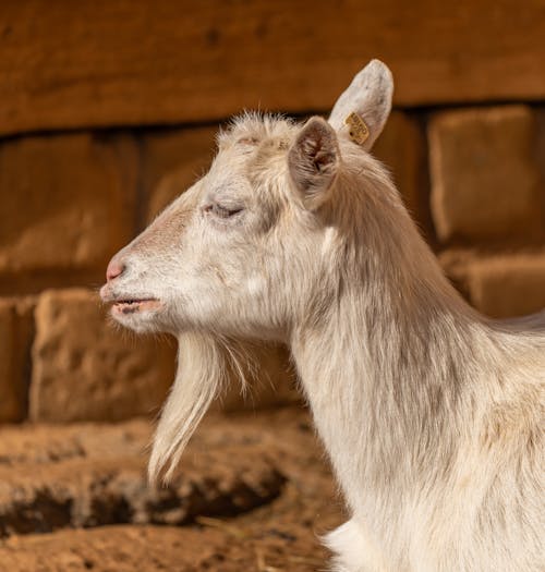 動物攝影, 家畜, 山羊 的 免费素材图片