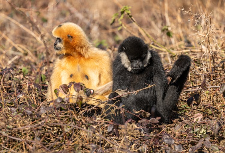 Ginger And Black Gibbon Monkeys Sitting On A Forest Floor