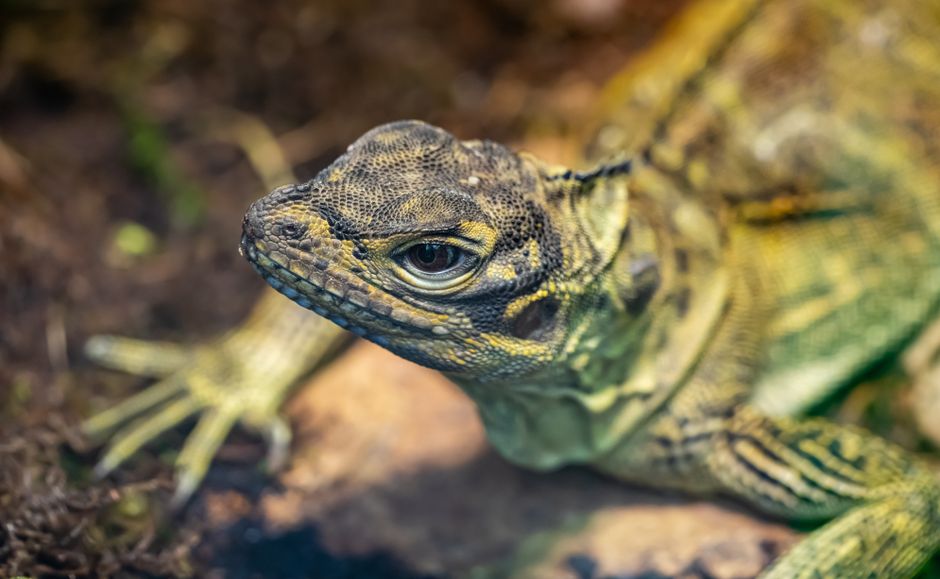animal removal near me Irwindale animal removal Irwindale