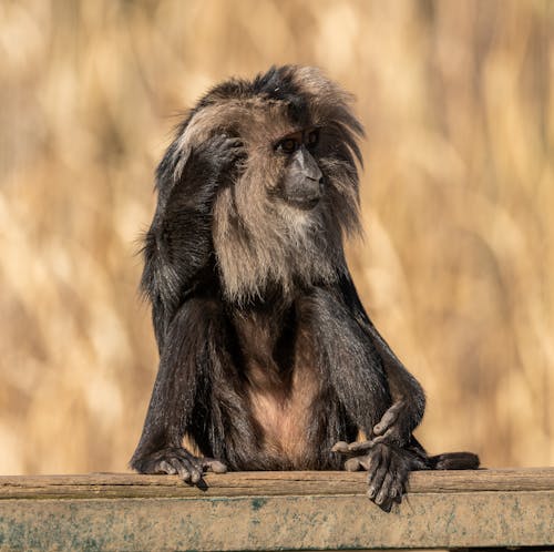 Foto d'estoc gratuïta de animal, fotografia de la vida salvatge, mico