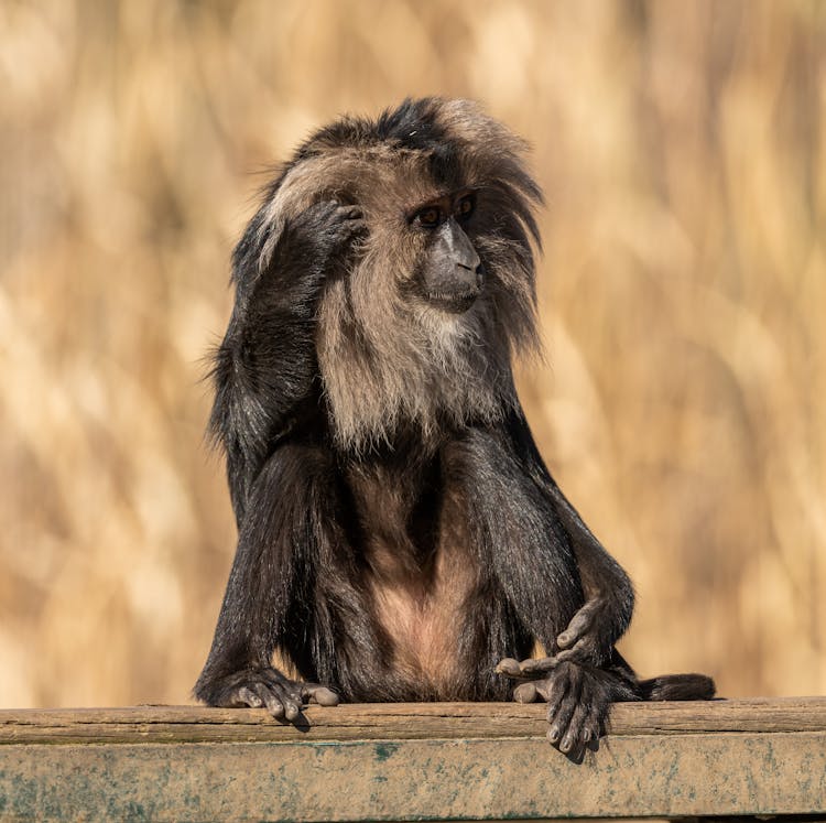 Hairy Monkey At The Zoo