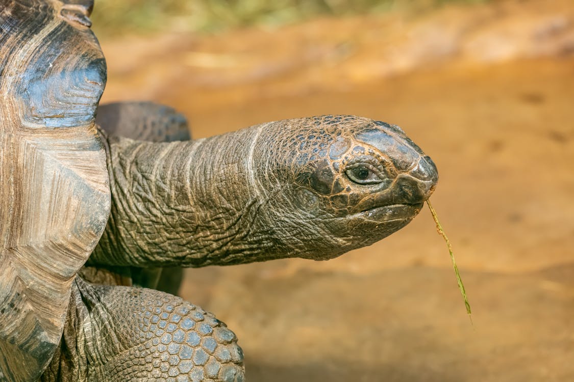 Foto d'estoc gratuïta de animal, fotografia de la vida salvatge, primer pla