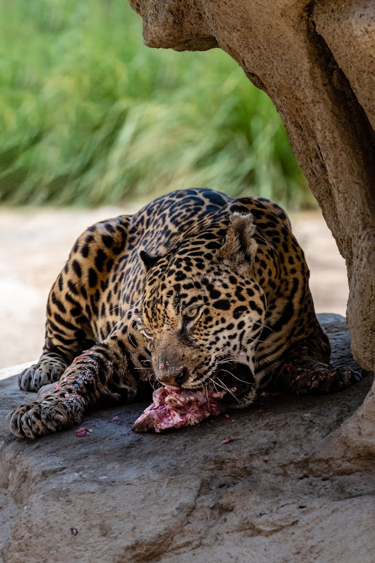 Leopard Eating Meat