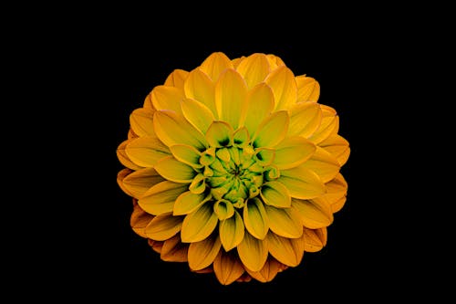 Top View of Yellow Flower